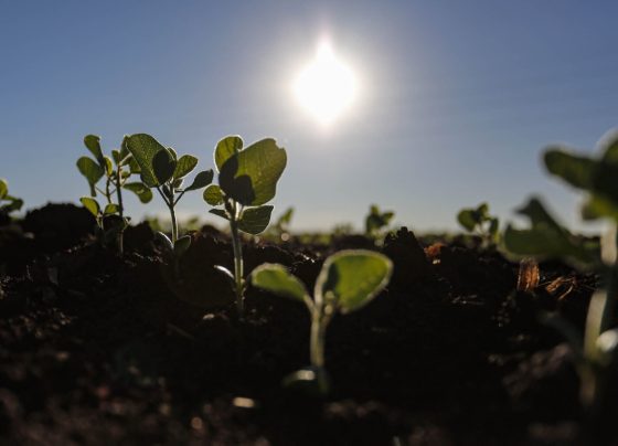 plantio-de-soja