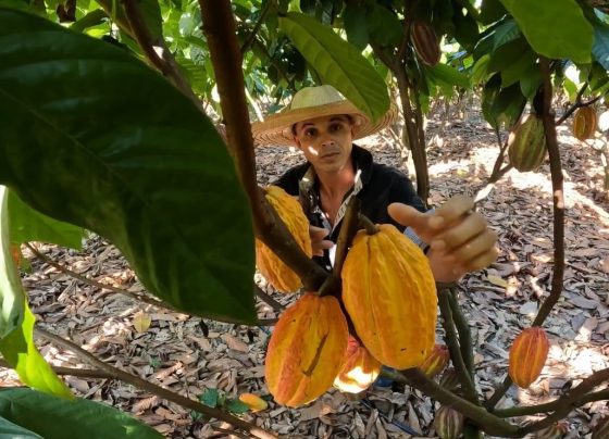 senar transforma ateg cacau colniza foto israel baumann canal rural mato grosso2