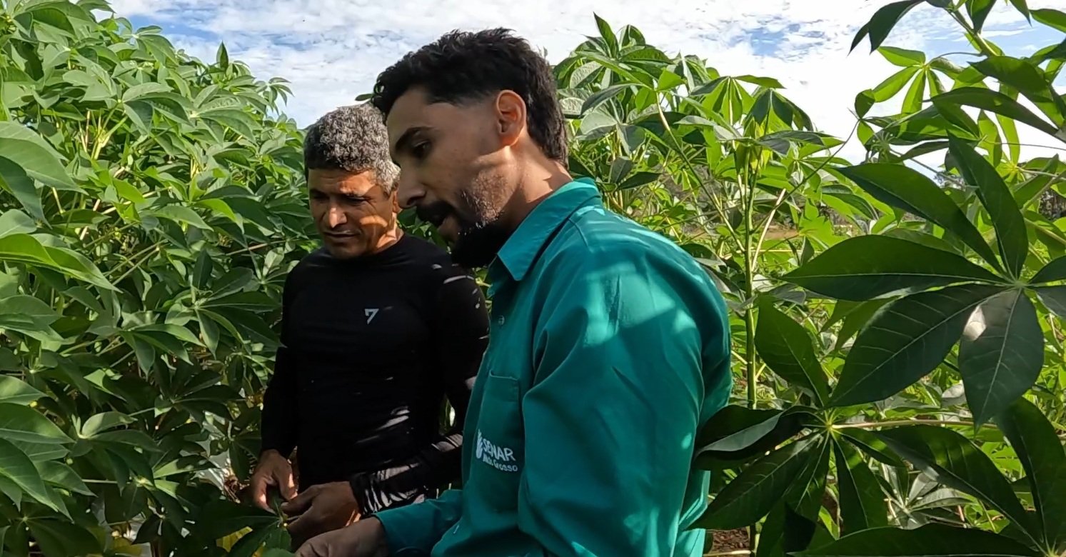 Irrigação e mulching turbinam produção de mandioca em Mato Grosso