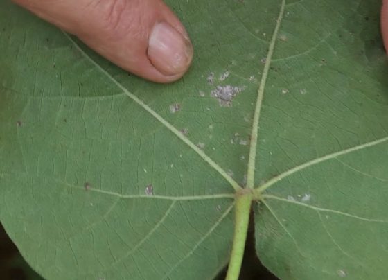 doen&ccedil;as foliares no algod&atilde;o mancha-alvo e ramul&aacute;ria foto pedro silvestre canal rural mato grosso