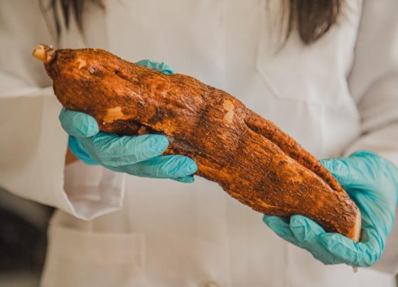 Mandioca açucarada
