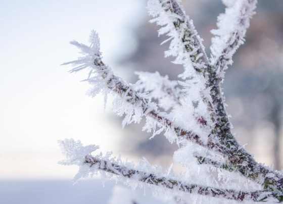 geada - fim de semana