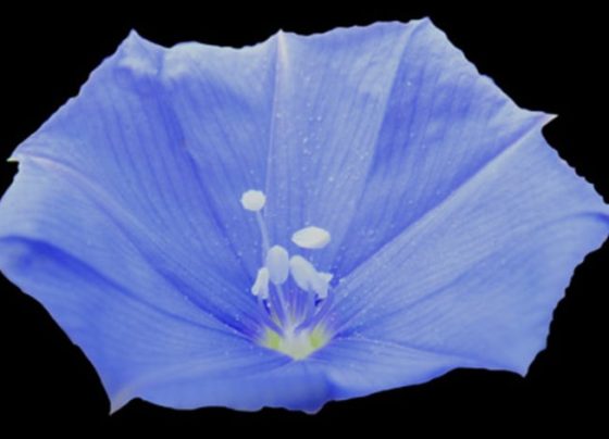 Planta com flor azul
