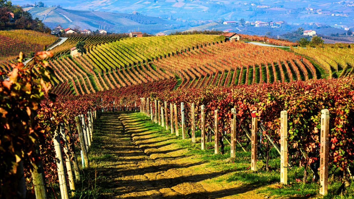 Outono no Piemonte Oferece Vinhos Finos e Alta Gastronomia