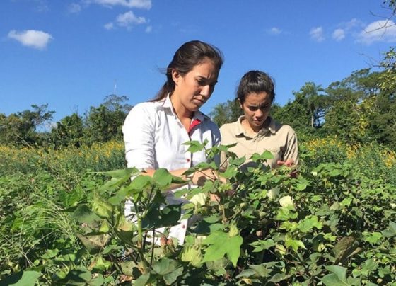 ao vivo plano safra da agricultura familiar