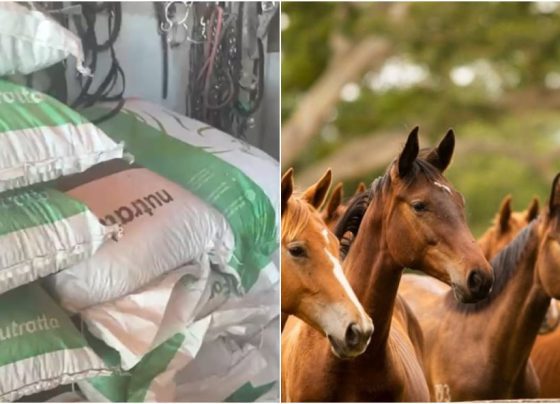 ração Nutratta morte de cavalos