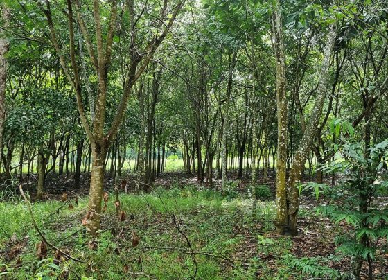 Reflorestamento com mudas