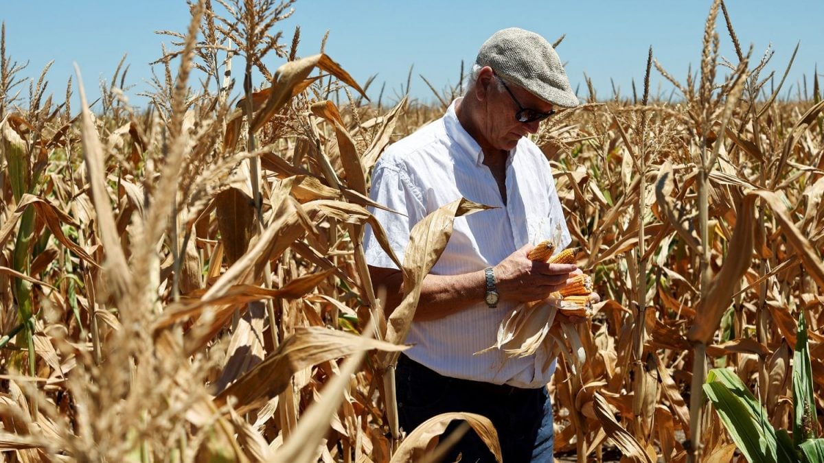 USDA Projeta Estoques de Milho Mais Apertados nos EUA com Aumento das Exportações
