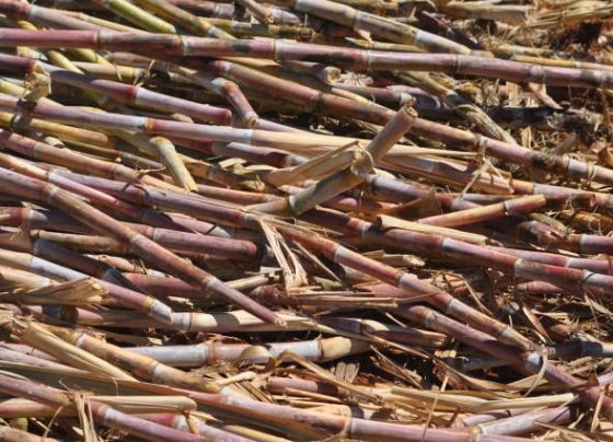 cana-de-açúcar, canavial - feplana