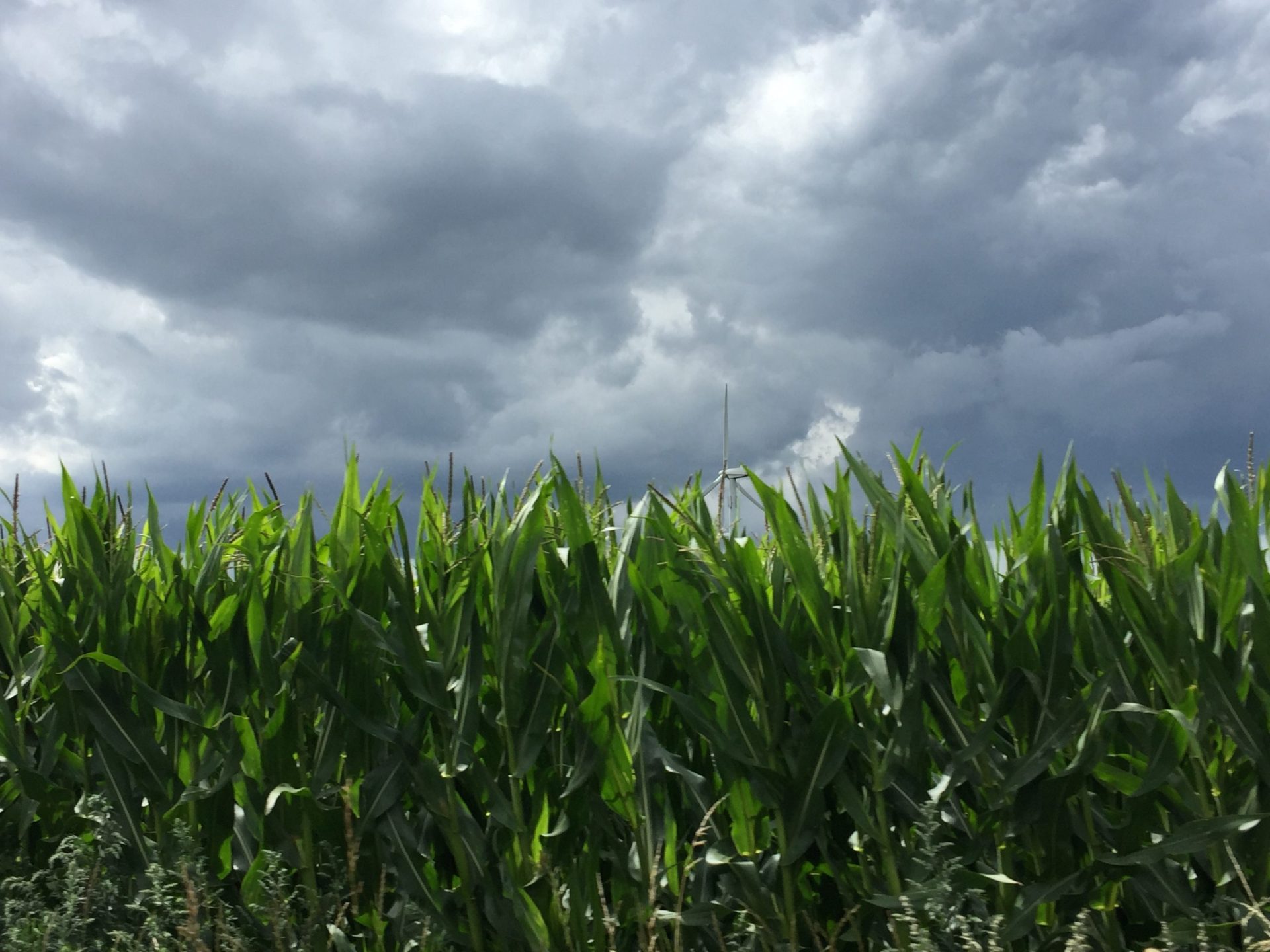 Milho sofre com excesso de chuva no final do ciclo e produtores enfrentam dificuldades na colheita em Campos de Júlio/MT.