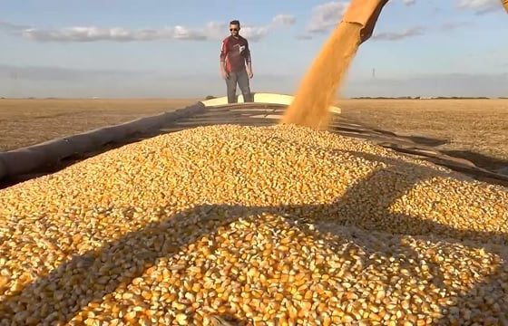 colheita milho mato grosso foto canal rural mato grosso4