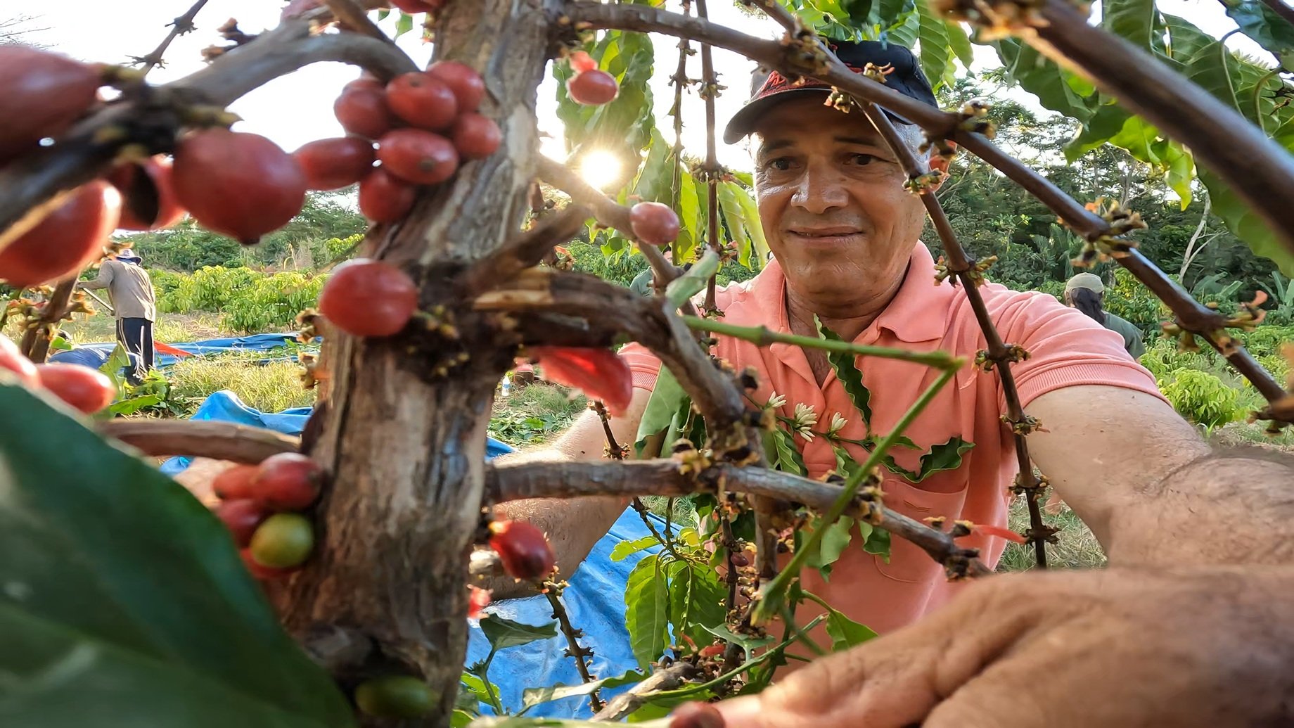 Baiano vê vida tomar novos rumos após investir no café em Mato Grosso