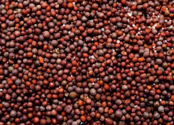 sementes de canola Brasil África do Sul