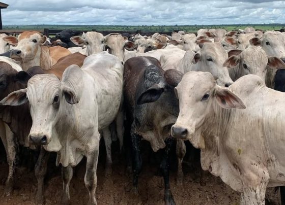 Chuvas extremas e doen&ccedil;as no rebanho