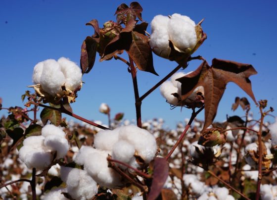 Algodão Pluma foto Israel Baumann Canal Rural Mato Grosso 1