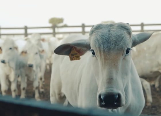 boi, preços, pecuária,