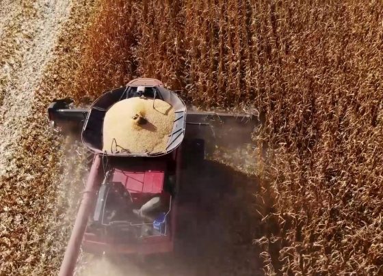 colheita milho foto pedro silvestre canal rural mato grosso