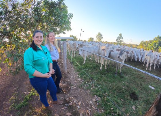 Senar Transforma pecu&aacute;ria de cria ateg foto israel baumann canal rural mato grosso