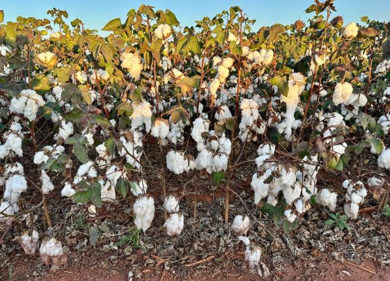 algodão mato grosso pesquisa agrícola frio chuva fundação mt