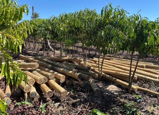 Fundo JBS pela Amazônia lança projeto que pode aumentar em 60% a renda de comunidades rurais
