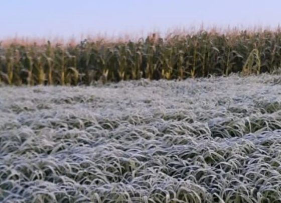 geada, frio, Aplicativo