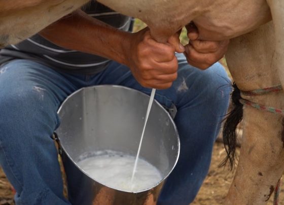 senar transforma ateg leite foto canal rural mato grosso1
