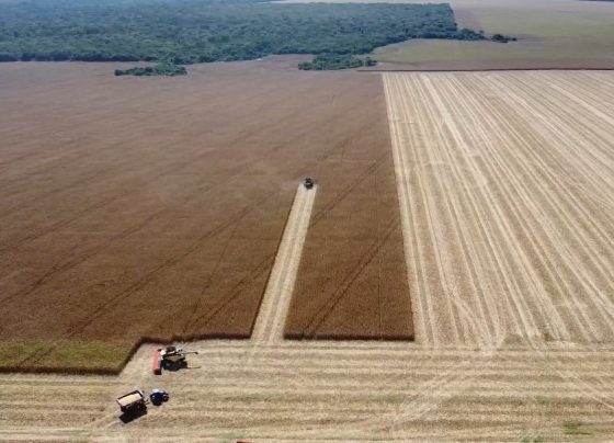 mais milho taurah foto pedro silvestre canal rural mato grosso