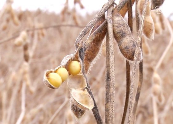 soja ferrugem asi&aacute;tica foto pedro silvestre canal rural mato grosso2
