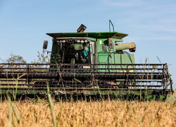 colheita de arroz foto tchélo figueiredo governo de mato grosso