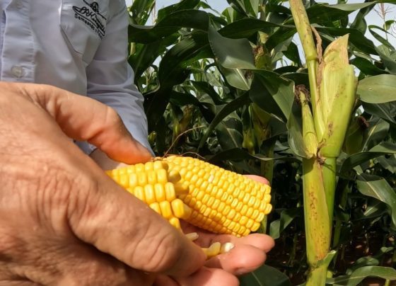 Mais Milho Lucas Konageski diamantino foto israel baumann canal rural mato grosso3