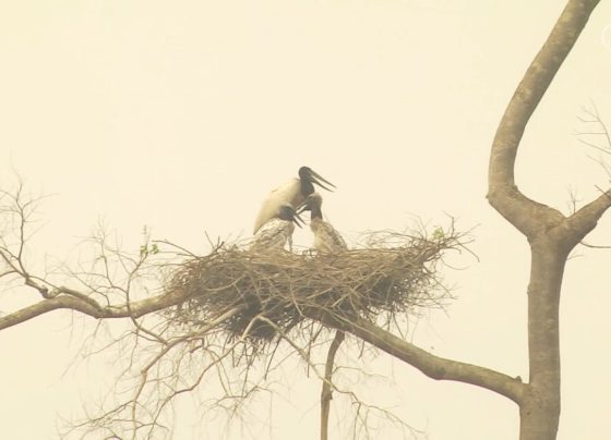 fogo no pantanal foto pedro silvestre canal rural mato grosso2