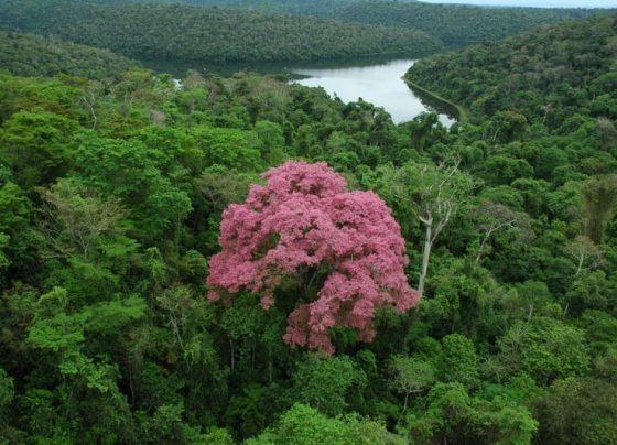 Desmatamento; Mata Atlântica; Minas Gerais