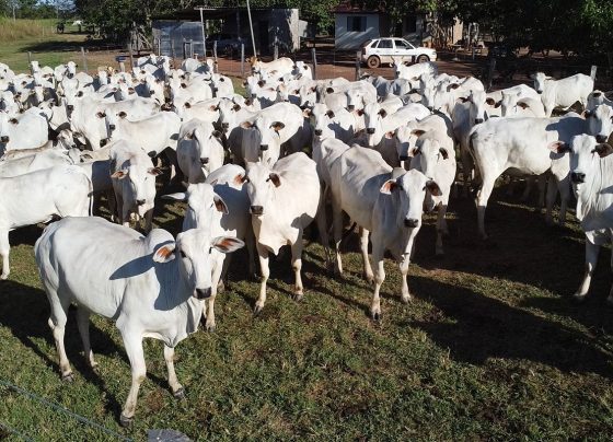 Gado boi abate carne bovina Foto Israel Baumann Canal Rural Mato Grosso fethab