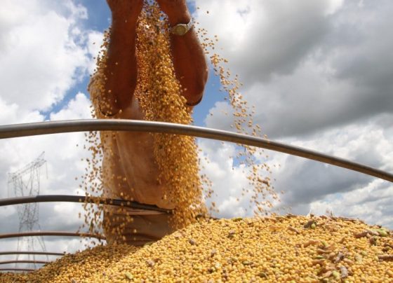 soja, produção, colheita