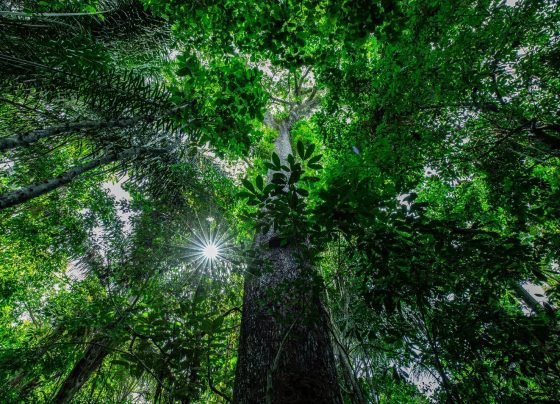 floresta foto Mayke Toscano Secom-MT