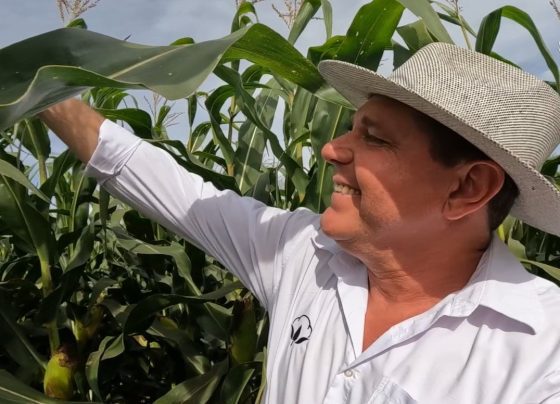 Mais Milho Lucas Konageski diamantino foto israel baumann canal rural mato grosso