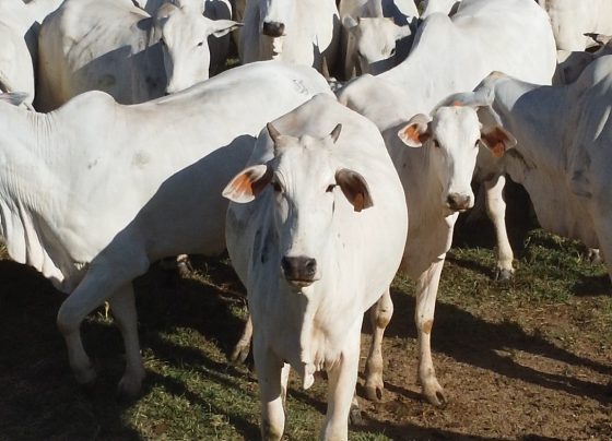 Gado boi abate carne bovina Foto Israel Baumann Canal Rural Mato Grosso