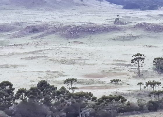 árvores cobertas por geada