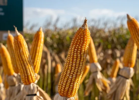 Biofungicida da Embrapa promete mais de 80% de eficiência contra fungos no solo