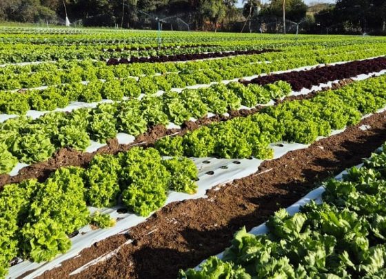 Plantação de hortaliças