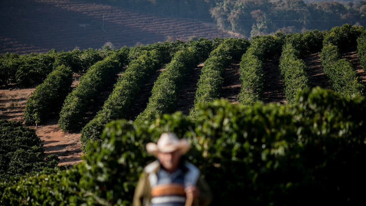 Colheita de café da safra 2025/26 do Brasil atinge 90%