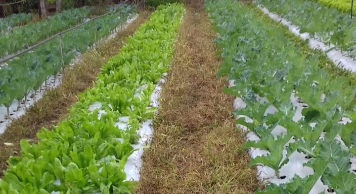Com apoio do ALI Rural, produtora de Barretos amplia a horta