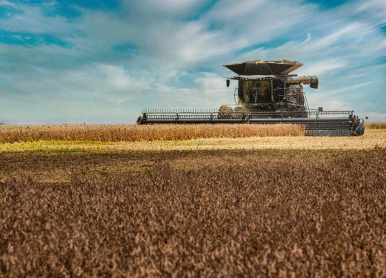 colheita soja Bahia