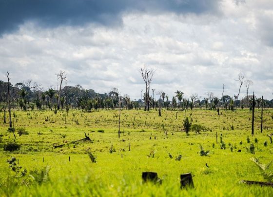 desmatamento, meio ambiente, aquecimento global, financiamento