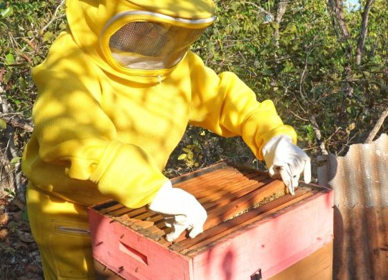 ATEG Apicultura Senar Transforma Mel abelha jaciara foto Israel Baumann Canal Rural Mato Grosso2
