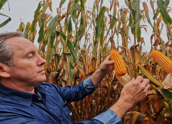Especial Mais Milho Fazenda S&atilde;o Francisco Campos de J&uacute;lio Foto Israel Baumann1
