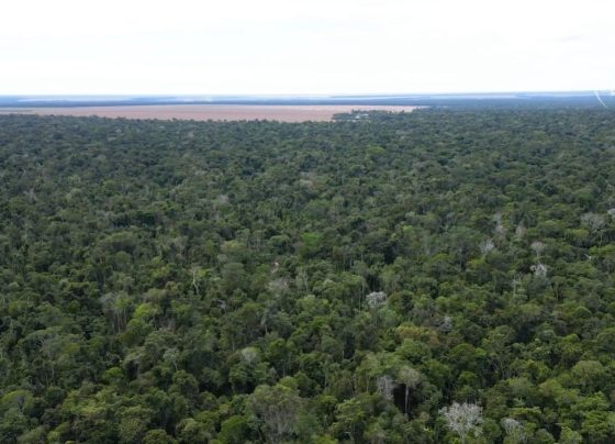 Foto: Leandro Balbino/Canal Rural Mato Grosso