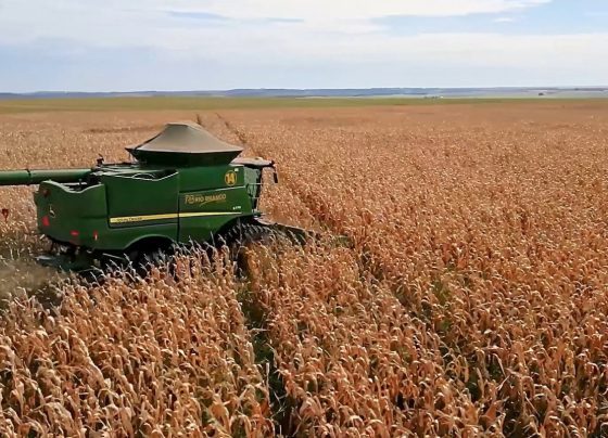 colheita milho foto pedro silvestre canal rural mato grosso