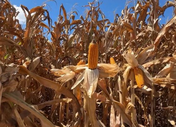 Especial Mais Milho Tibagi Paraná Foto Juliano Ambrosini Canal Rural Mato Grosso5