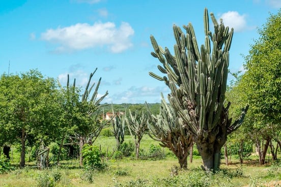 caatinga